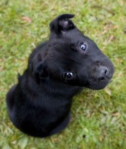 a cute black puppy