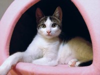 Cat in pink bed