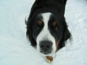 Bernese Mountain Dog in the Snow