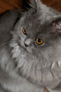 A Large Grey Cat