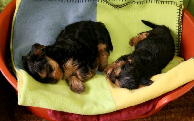 Pet Owners’ Responsibility to Stop Overpopulation of Pets