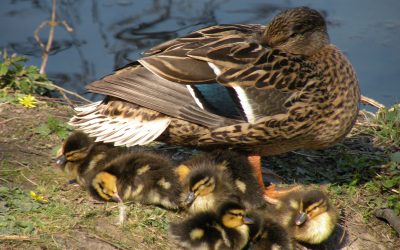 5 Ways To Help Our Wild Friends