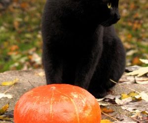 6 Halloween Pet Safety Tips
