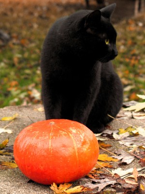 A Black Cat with a Pumpkin