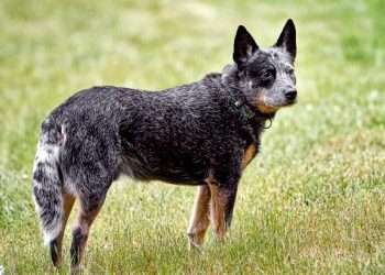 Breed Highlight: Austrailian Cattle Dog