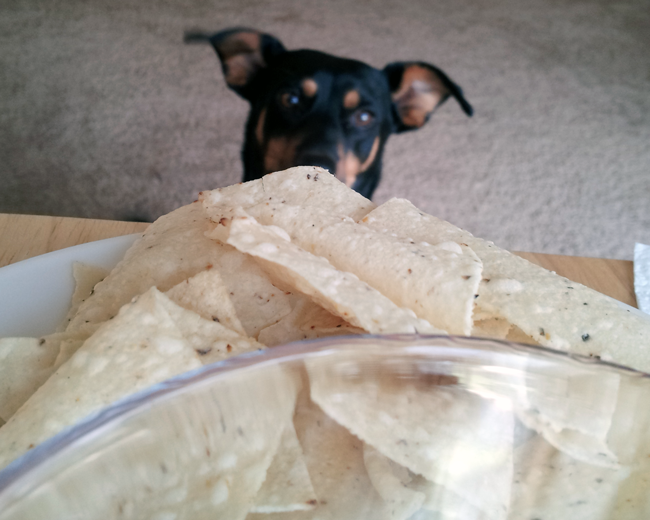 Kato wants some chips