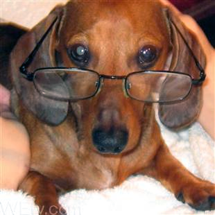 A dog with glasses