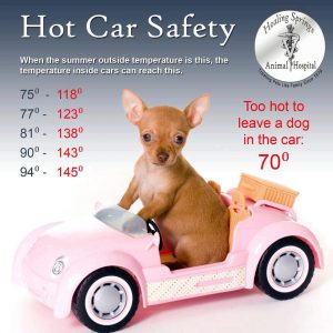 Don't leave your pet in the car in summer