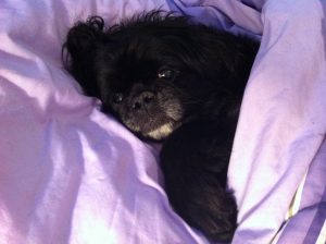 Chrissie is so glad she was adopted, she gets to spend her mornings in bed!!