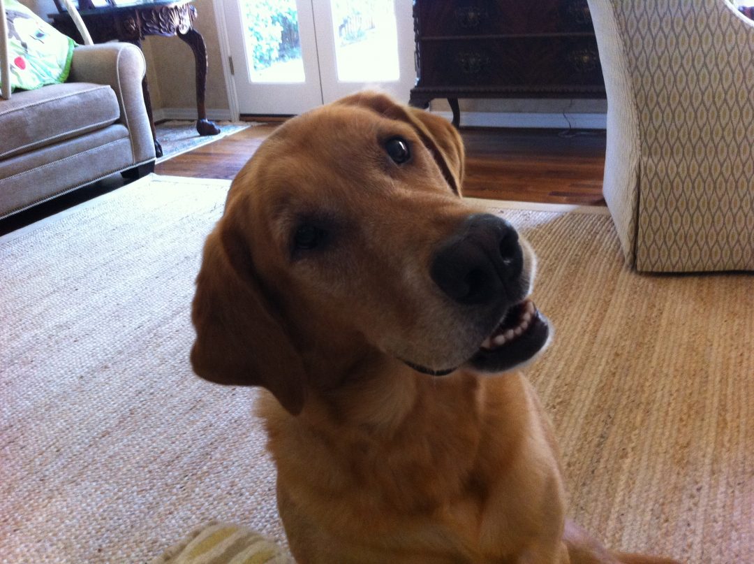 what-does-a-dog-s-tilted-head-mean-guardian-pet-sitters