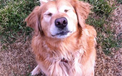 Can pets have allergies?