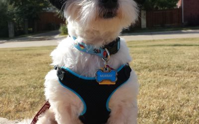 Why Exercise is Important to the Health of Your Dog