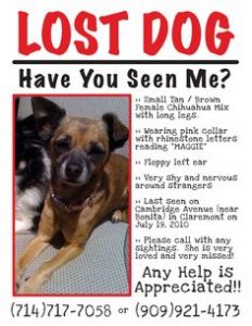 Lost dog have you seen me
