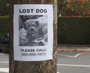 lost-dog-sign
