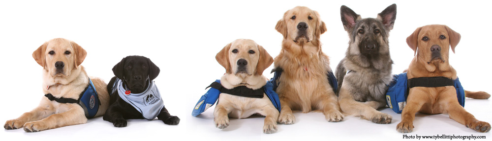 Assistance Dogs