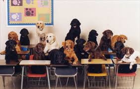 Dogs in school