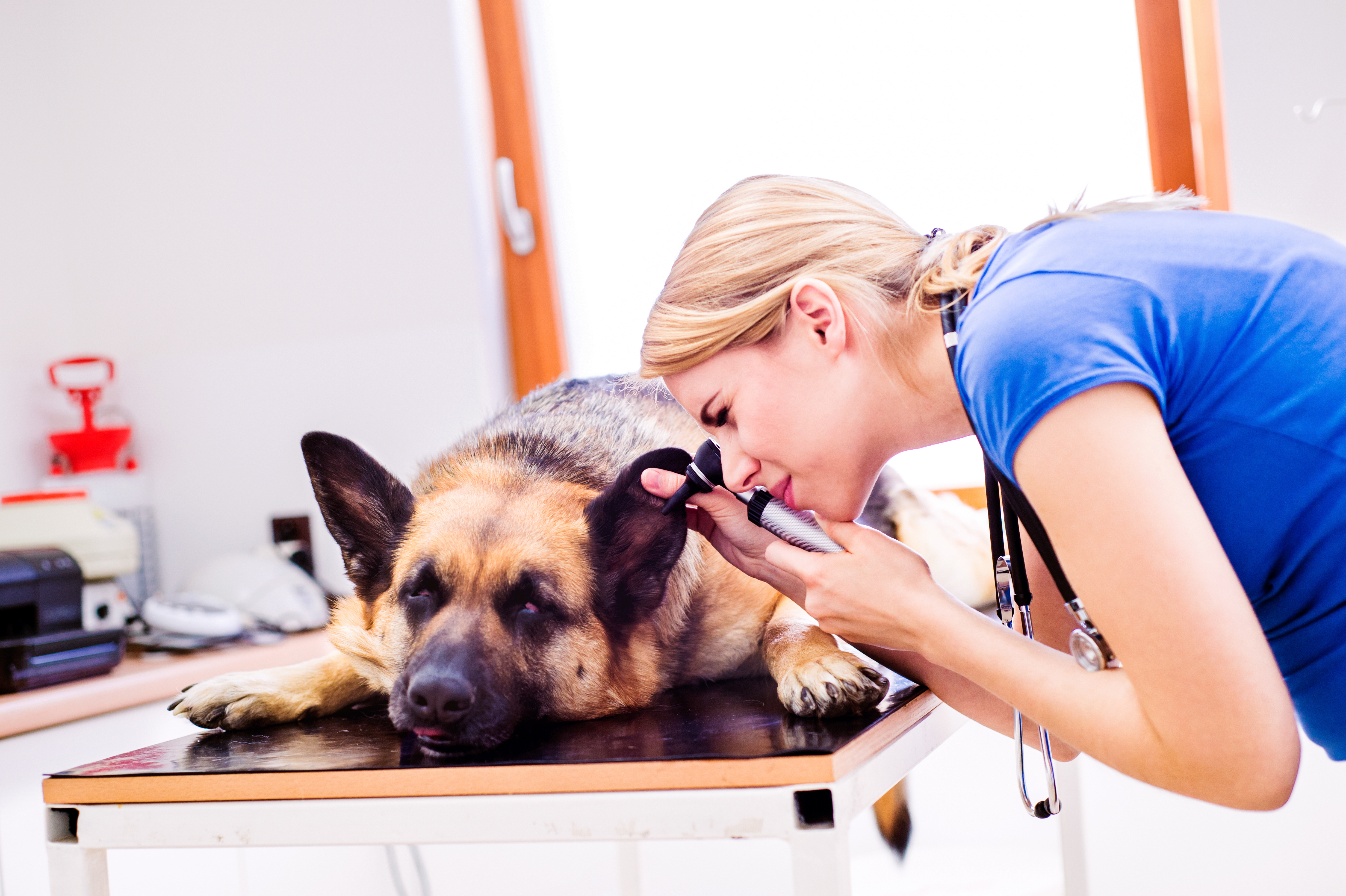 What is a Pet Specialist? - Guardian 