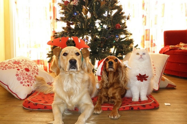 Christmas and pets