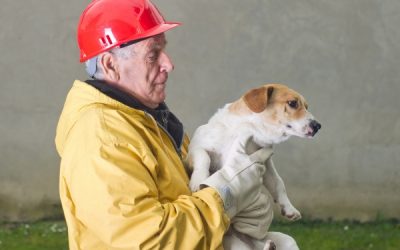 Preparing Your Pet For a Disaster