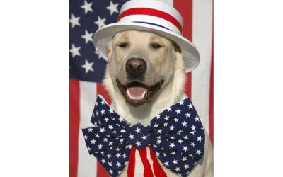 July 4th Pet Tips – Did you know the shelters say July 5th is the busiest day of the year?