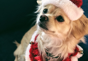 Keep the Season Bright for You and Your Pets!